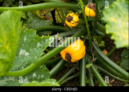 Courgette ‘Summer Ball’ F1 Hybrid, Cucurbita pepo Stock Photo