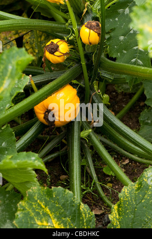 Courgette ‘Summer Ball’ F1 Hybrid, Cucurbita pepo Stock Photo