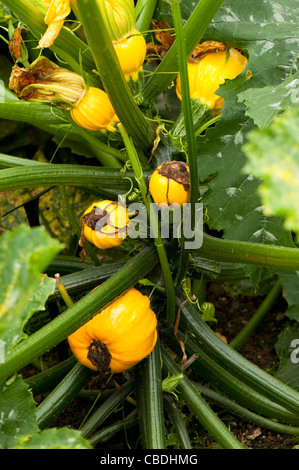 Courgette ‘Summer Ball’ F1 Hybrid, Cucurbita pepo Stock Photo