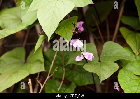 Lablab purpureus, Hyacinth Bean, in flower Stock Photo