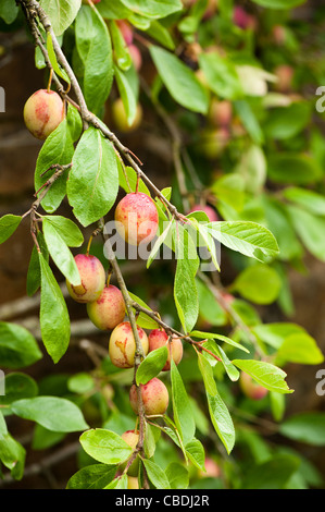 Prunus domestica ‘Victoria’, Plum Stock Photo