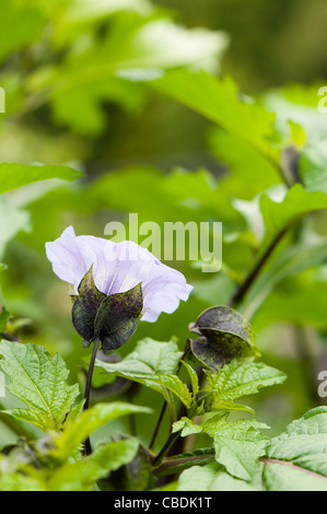 Nicandra physalodes, Shoo-Fly or Apple of Peru Stock Photo