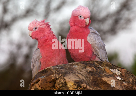 A pair of Galahs (a type of cockatoo) at The Pinnacles, Nambung National Park, Western Australia. Stock Photo