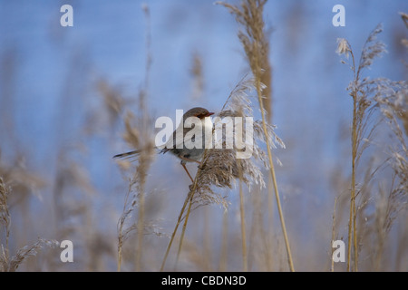 Female Superb Fairy-wren ( Malurus cyaneus ) on reed Stock Photo
