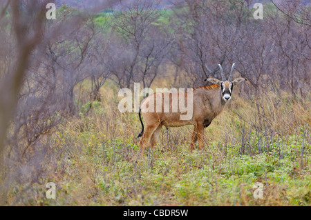 Male Roan Antelope  - Hippotragus equinus- in Waterberg Plateau Park. Namibia Stock Photo