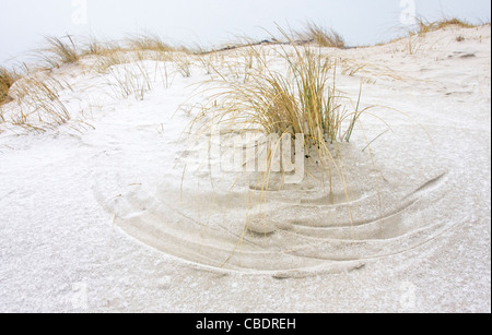 Marram grass at snow Stock Photo