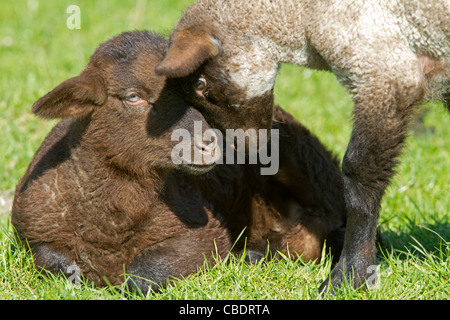 Young Domestic sheep (Ovis orientalis aries) Stock Photo