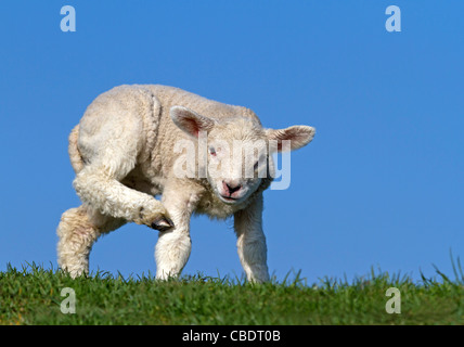 Young Domestic sheep (Ovis orientalis aries) Stock Photo