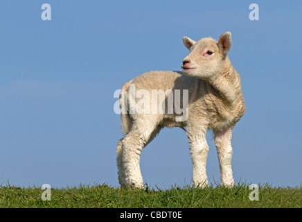 Young Domestic sheep (Ovis orientalis aries) Stock Photo