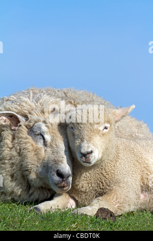 Domestic sheep with young animal (Ovis orientalis aries) Stock Photo