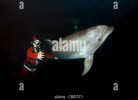 Happy New Year, Dolphin and Santa Claus - bottlenose dolphin, Afalina (Tursiops truncatus) Stock Photo