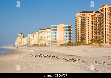 Birds on the Gulf of Mexico beach in Orange Beach Alabama Stock Photo