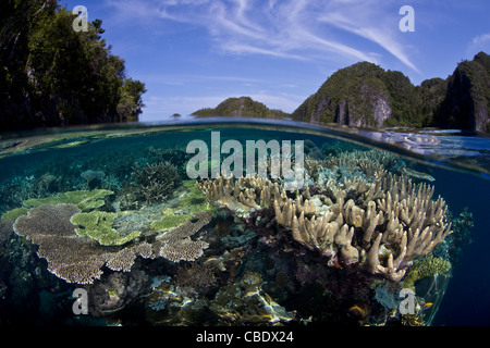 Hard, reef-building corals, Acropora spp., grow along the edge of a fringing reef surrounded by limestone islands. Stock Photo