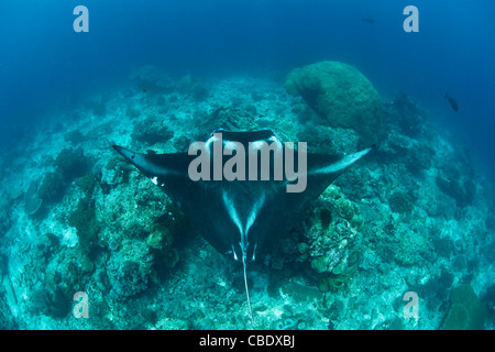 A manta ray, Manta alfredi, glides over a cleaning station where numerous fishes remove the manta's parasites. Stock Photo