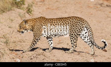 Leopard  (Panthera pardus) crossing a river bed in South Africa. Stock Photo