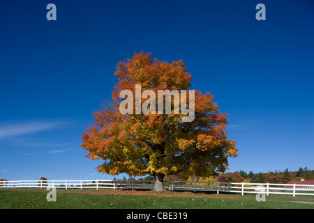 New Hampshire: Lakes Region / 'Castle in the Clouds' - autumn colour on the estate Stock Photo