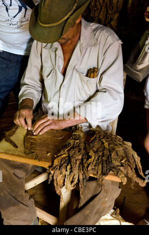 Portrait of Cuban man rolling cigar at tobacco factory Pinar del Rio Viñales Cuba Stock Photo