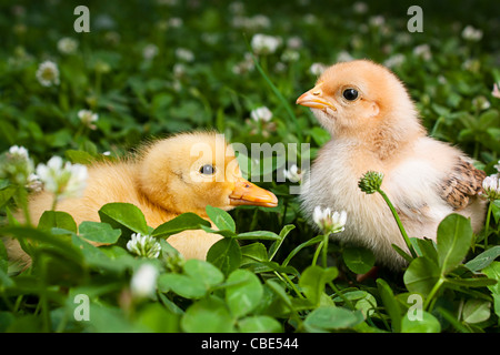 Baby Chick and duckling in a field of clover Stock Photo