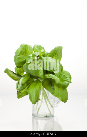 Fresh basil in a glass jar in front of a neutral white background Stock Photo