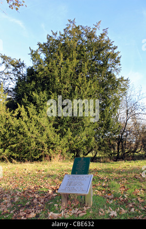 The Ankerwycke Yew is an ancient yew tree close to the ruins of St Mary's Priory, near Wraysbury in Berkshire, England. Stock Photo