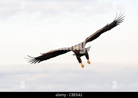 White-tailed Eagle (Hailaeetus albicilla), Northern Europe Stock Photo
