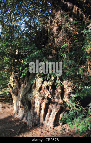 The Ankerwycke Yew is an ancient yew tree close to the ruins of St Mary's Priory, near Wraysbury in Berkshire, England. Stock Photo