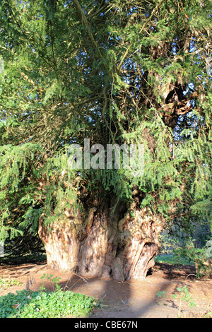 The Ankerwycke Yew is an ancient yew tree close to the ruins of St Mary's Priory, near Wraysbury in Berkshire, England. Stock Photo