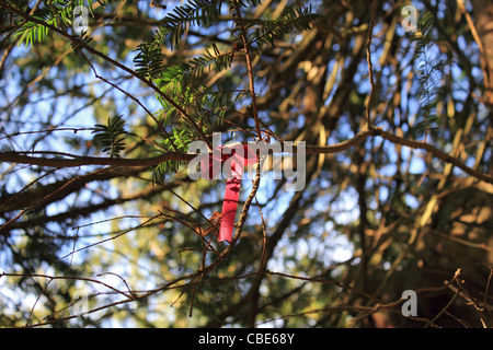 The Ankerwycke Yew is an ancient yew tree close to the ruins of St Mary's Priory, near Wraysbury in Berkshire, England. Stock Photo