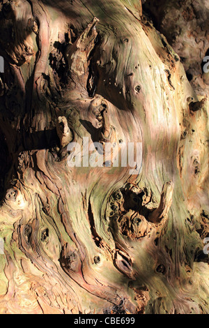 The Ankerwycke Yew is an ancient yew tree close to the ruins of St Mary's Priory, near Wraysbury in Berkshire, England. Stock Photo