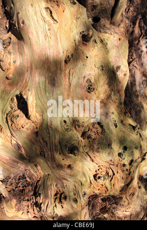 The Ankerwycke Yew is an ancient yew tree close to the ruins of St Mary's Priory, near Wraysbury in Berkshire, England. Stock Photo