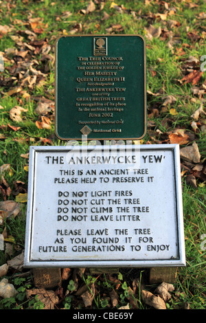 The Ankerwycke Yew is an ancient yew tree close to the ruins of St Mary's Priory, near Wraysbury in Berkshire, England. Stock Photo