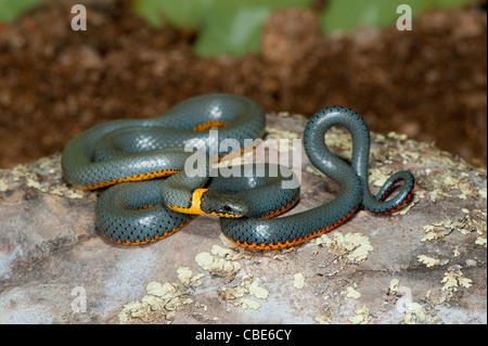 Ring-necked Snake Diadophis punctatus Catalina, Pima County, Arizona, United States 4 October Adult Colubridae Stock Photo