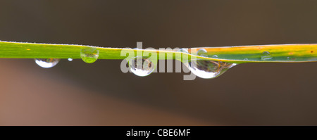 Raindrops on a Phragmites reed leaf Stock Photo