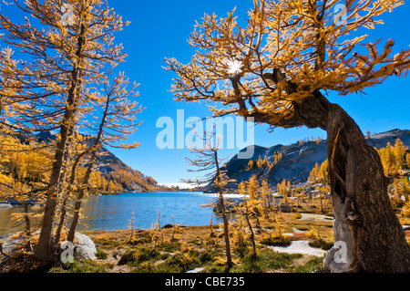 Alpine larch trees and Perfection Lake in The Enchantments, Alpine Lakes Wilderness, Washington. Stock Photo