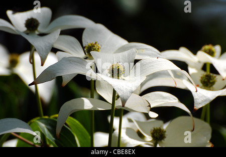 CORNUS KOUSA CHINENSIS BONFIRE Stock Photo