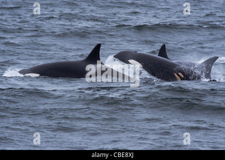 Transient Killer Whale/Orca (Orcinus orca). Two adult females and a calf surfacing. Monterey, California, Pacific Ocean. Stock Photo