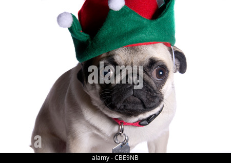 A 10 month old Chinese pug dog wearing an elf hat. Stock Photo