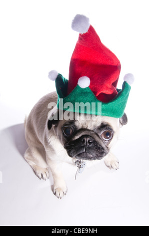 A 10 month old Chinese pug dog wearing an elf hat. Stock Photo