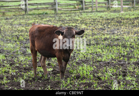 One 1 beef cattle bull or cow alone in a grassy muddy field Stock Photo