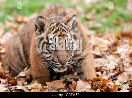 Four-month-old male Sumatran tiger cub playing in autumn leaves Stock Photo