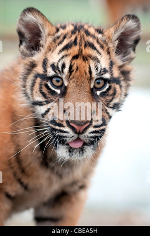 Four-month-old male Sumatran tiger cub Stock Photo