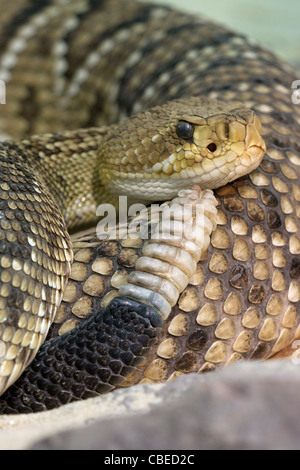Mexican West Coast Rattlesnake, Mexican Green Rattler (Crotalus basiliscus), portrait. Stock Photo
