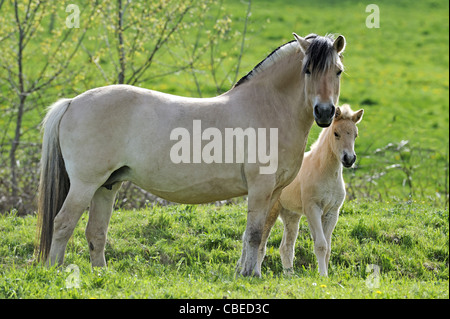 Norwegian Fjord Horse (Equus ferus caballus). Mare with foal standing on a meadow. Stock Photo