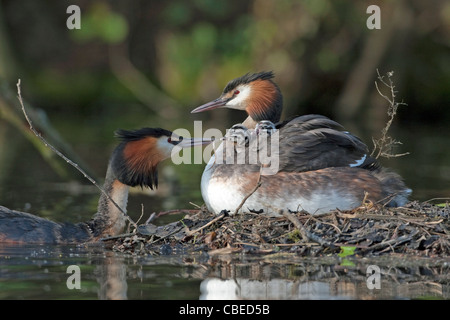 Great Crested Grebe (Podiceps cristatus). Adult feeding chicks on the back of its partner on nest. Stock Photo