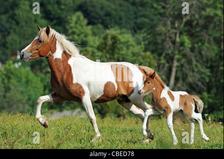 Icelandic Horse (Equus ferus caballus). Pinto mare with foal in a trot on a meadow. Stock Photo