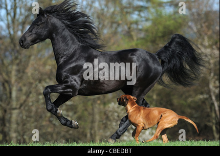 Morgan Harse (Equus ferus caballus). Black stallion in a gallop on a meadow with a Rhodesian Ridgeback running next to him. Stock Photo
