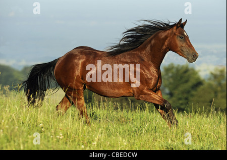 Quarter Horse (Equus ferus caballus). Bay stallion in a gallop on a meadow. Stock Photo