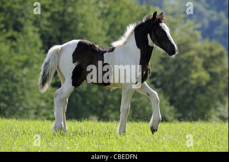 Gypsy Vanner Horse (Equus ferus caballus), foal walking on a meadow. Stock Photo