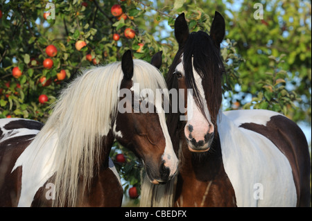 Gypsy Vanner Horse (Equus ferus caballus). Portrait of two Pinto mares with an apple tree in background. Stock Photo