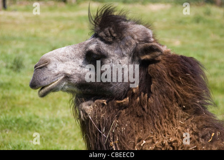 Close up on Head of Bactrian Camel, Camelus bactrianus, Yorkshire Wildlife Park, Doncaster, UK Stock Photo